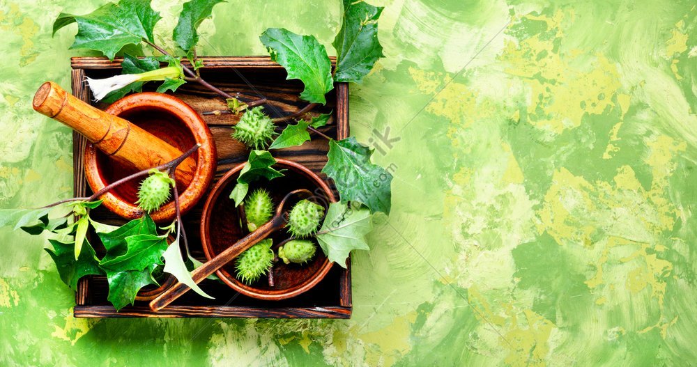 lovepik-datura-plant-herb-stramonium-herbal-photo-image_352309047